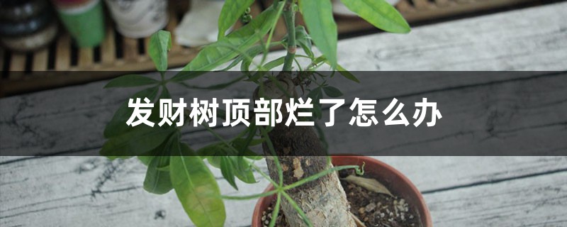 发财树顶部烂了怎么办 发财树顶部烂了怎么办