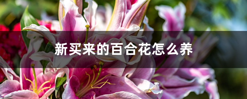 新买来的百合花怎么养 新买来的百合花怎么养