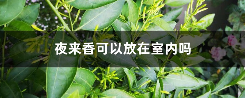 夜来香可以放在室内吗 夜来香可以放在室内吗