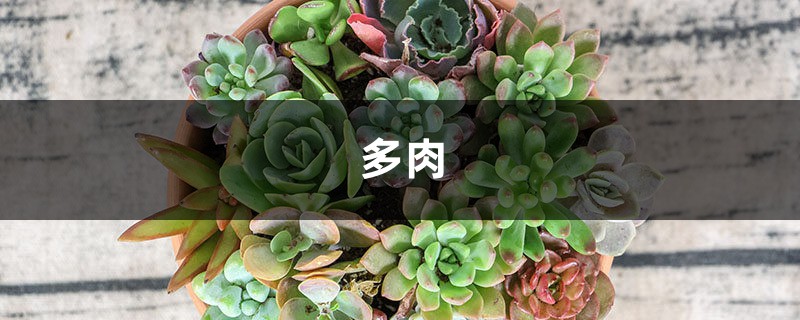 多肉萌妹变身肌肉大汉,一个夏天你都经历了什么? 多肉萌妹变身肌肉大汉,一个夏天你都经历了什么?