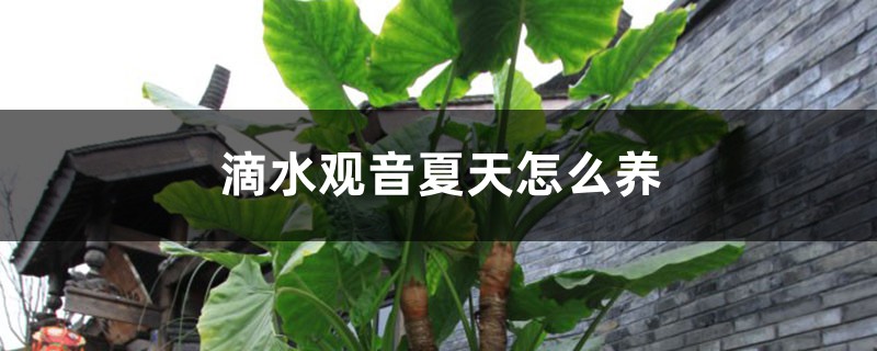 滴水观音夏天怎么养 滴水观音夏天怎么养