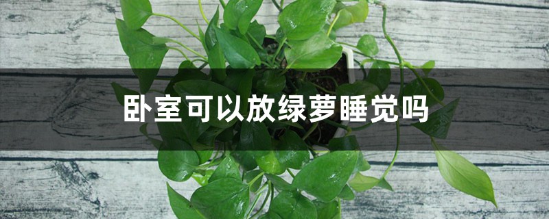 卧室可以放绿萝睡觉吗 卧室可以放绿萝睡觉吗