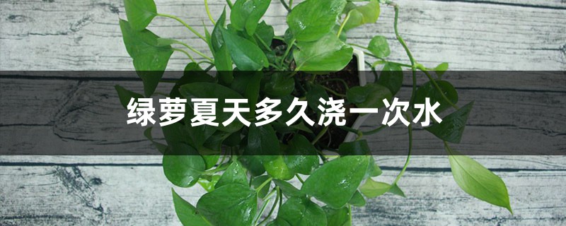 绿萝夏天多久浇一次水 绿萝夏天多久浇一次水