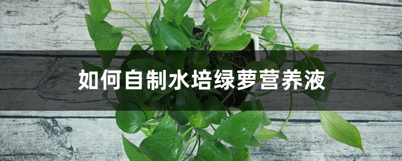 如何自制水培绿萝营养液 如何自制水培绿萝营养液