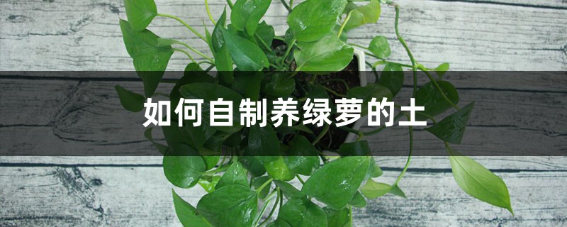 如何自制养绿萝的土 如何自制养绿萝的土