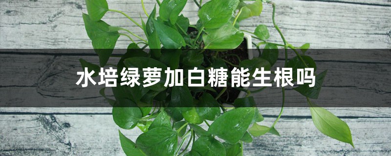 水培绿萝加白糖能生根吗 水培绿萝加白糖能生根吗