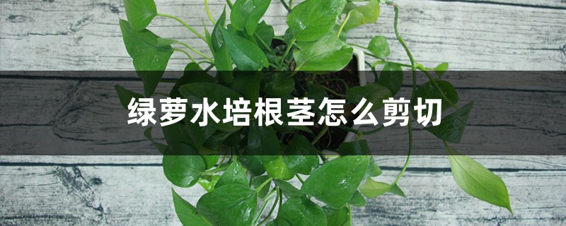 绿萝水培根茎怎么剪切