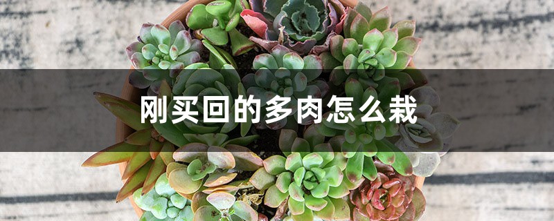 刚买回的多肉怎么栽