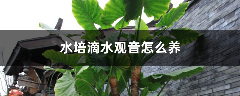 水培滴水观音怎么养 水培滴水观音怎么养