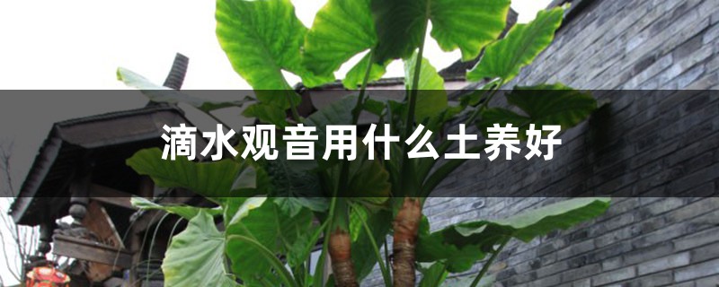 滴水观音用什么土养好 滴水观音用什么土养好