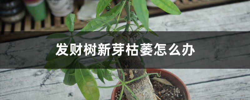 发财树新芽枯萎怎么办 发财树新芽枯萎怎么办