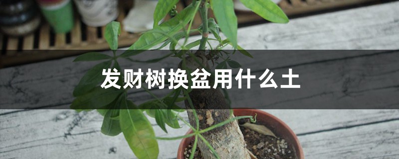 发财树换盆用什么土 发财树换盆用什么土