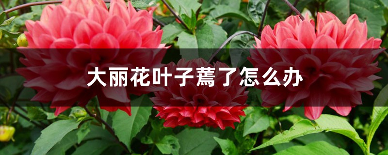 大丽花叶子蔫了怎么办 大丽花叶子蔫了怎么办