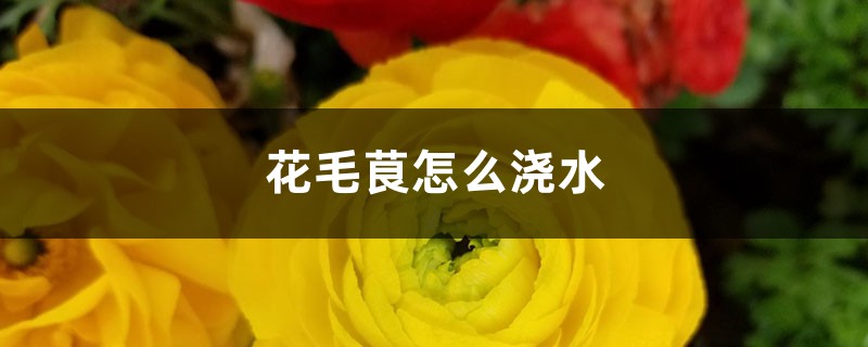 花毛茛怎么浇水 花毛茛怎么浇水