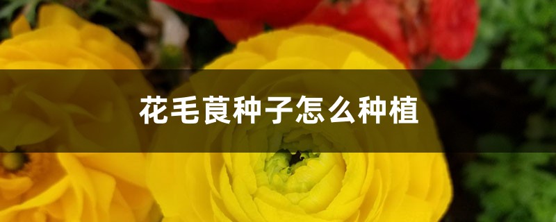 花毛茛种子怎么种植 花毛茛种子怎么种植