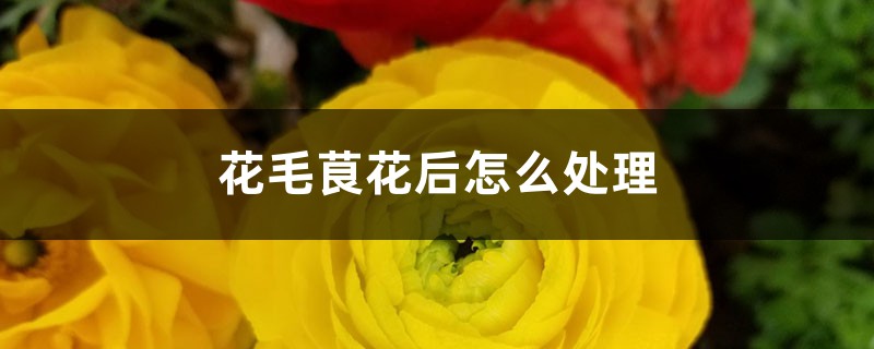 花毛茛花后怎么处理 花毛茛花后怎么处理