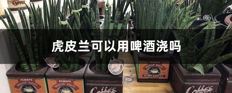 虎皮兰可以用啤酒浇吗 虎皮兰可以用啤酒浇吗