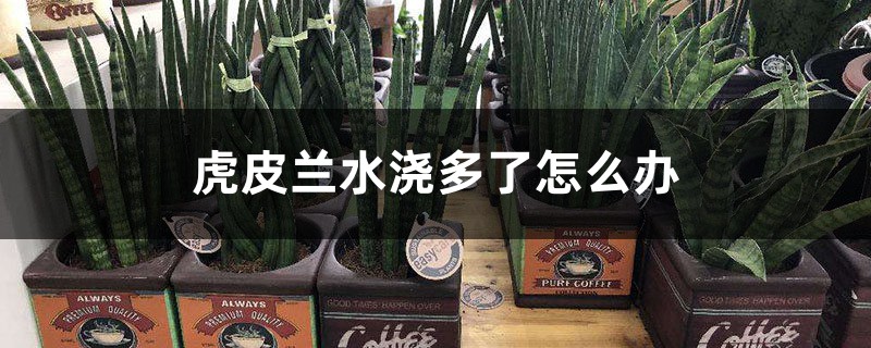 虎皮兰水浇多了怎么办 虎皮兰水浇多了怎么办