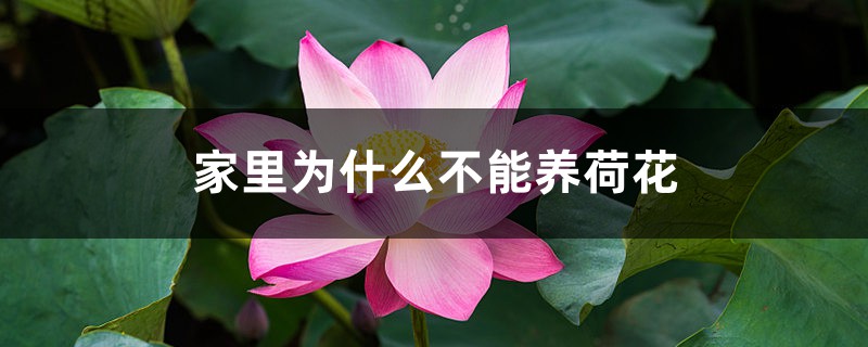 家里为什么不能养荷花 家里为什么不能养荷花