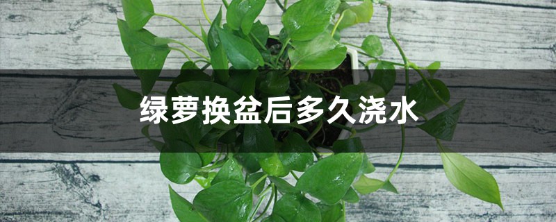 绿萝换盆后多久浇水 绿萝换盆后多久浇水