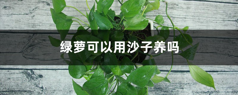 绿萝可以用沙子养吗 绿萝可以用沙子养吗