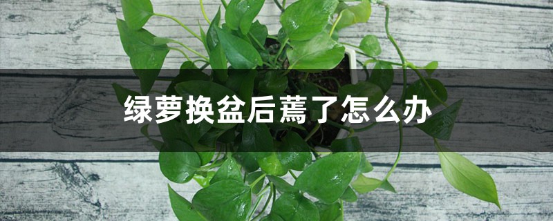 绿萝换盆后蔫了怎么办 绿萝换盆后蔫了怎么办