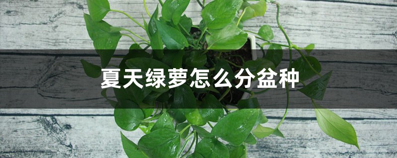 夏天绿萝怎么分盆种 夏天绿萝怎么分盆种