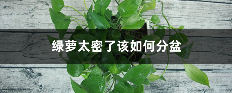 绿萝太密了该如何分盆 绿萝太密了该如何分盆