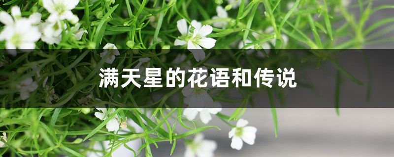 满天星的花语和传说 满天星的花语和传说