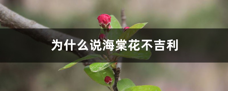 为什么说海棠花不吉利 为什么说海棠花不吉利