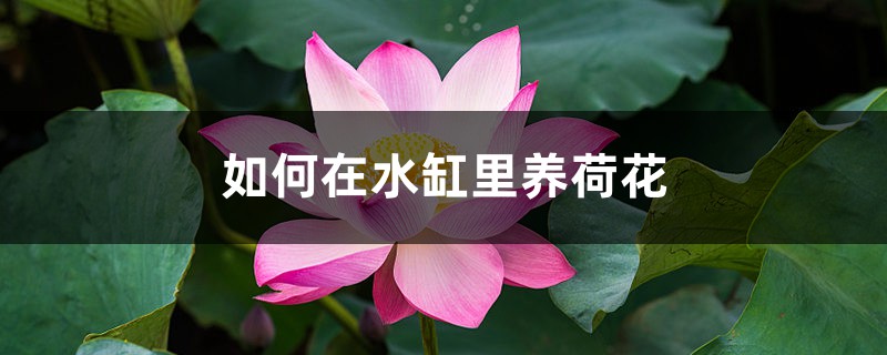 如何在水缸里养荷花 如何在水缸里养荷花