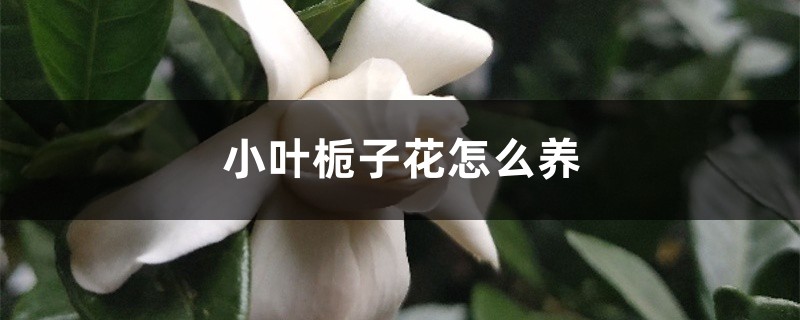 小叶栀子花怎么养 小叶栀子花怎么养