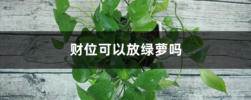 财位可以放绿萝吗 财位可以放绿萝吗