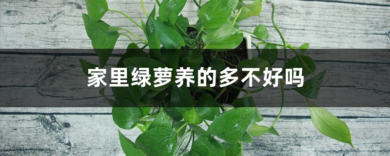 家里绿萝养的多不好吗 家里绿萝养的多不好吗