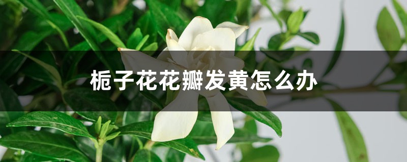 栀子花花瓣发黄怎么办 栀子花花瓣发黄怎么办