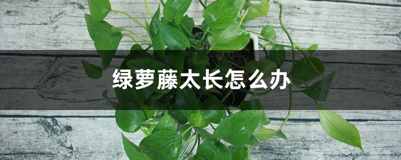 绿萝藤太长怎么办 绿萝藤太长怎么办