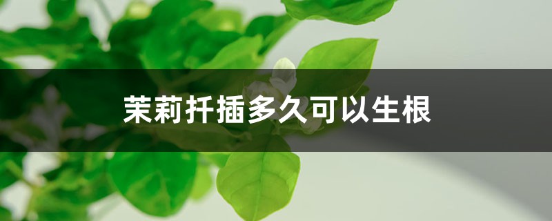 茉莉扦插多久可以生根 茉莉扦插多久可以生根