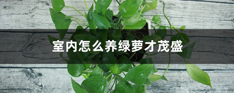 室内怎么养绿萝才茂盛 室内怎么养绿萝才茂盛
