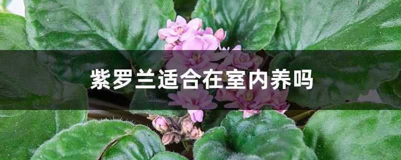 紫罗兰适合在室内养吗 紫罗兰适合在室内养吗