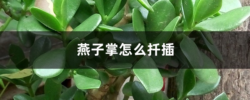 燕子掌怎么扦插 燕子掌怎么扦插