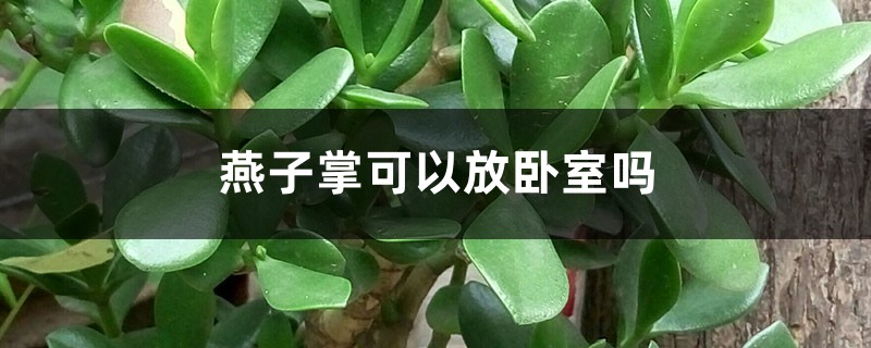 燕子掌可以放卧室吗 燕子掌可以放卧室吗