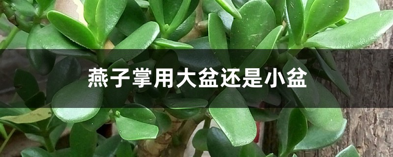 燕子掌用大盆还是小盆 燕子掌用大盆还是小盆