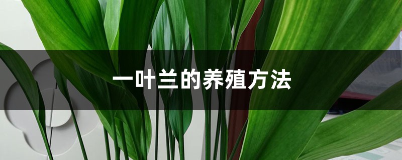 一叶兰的养殖方法 一叶兰的养殖方法