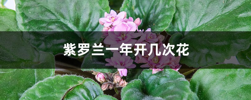 紫罗兰一年开几次花 紫罗兰一年开几次花