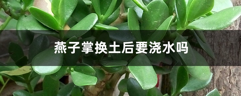 燕子掌换土后要浇水吗 燕子掌换土后要浇水吗