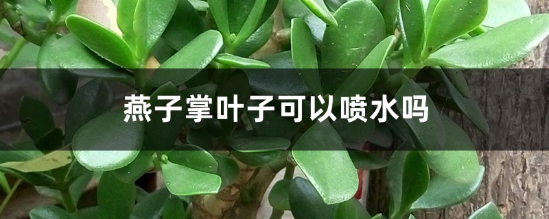 燕子掌叶子可以喷水吗