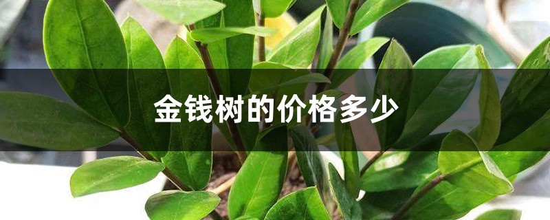 金钱树的价格多少 金钱树的价格多少