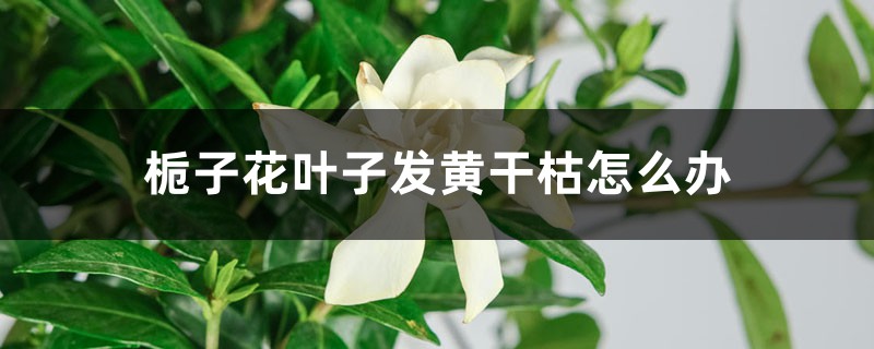 栀子花叶子发黄干枯怎么办 栀子花叶子发黄干枯怎么办