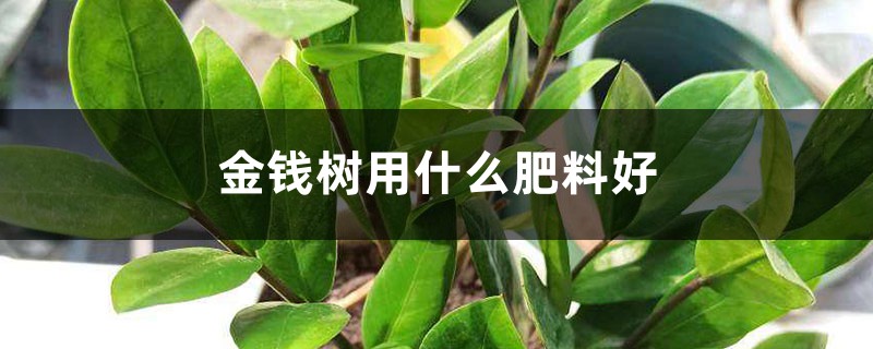 金钱树用什么肥料好 金钱树用什么肥料好