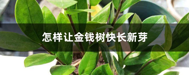 怎样让金钱树快长新芽 怎样让金钱树快长新芽
